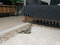Sultan papağanı yavru