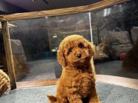 Toy poodle patili dostlar orijinal ev doğumlu