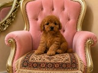 Toy poodle kore