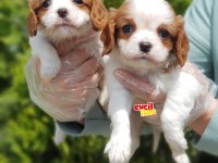 yavru cavalier king charles kaçırmayın aşılı sağlıklı