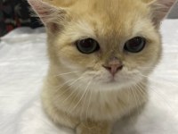 Yavru kedi sahiplendirme british shorthair