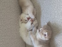 Golden british shorthair yavru