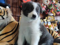 Safkan border collie yavruları