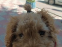 Zorunluluktan poodle sahiplendirme