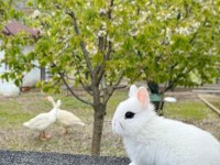 Hollanda Cüce Yavru Tavşan Hotot (Sürmeli)