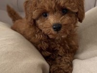 Toy Poodle Yavrular