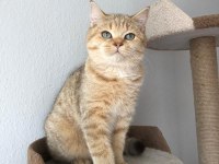7 aylık golden british shorthair sahibini bekliyor