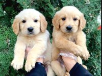 Yavru Golden Retriever