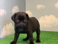 GÜL KUYRUK SAFKAN SİYAH DİŞİ VE ERKEK PUG YAVRULAR
