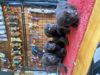 Burkemden aile dostu labrador