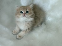 ŞAMPİYON KAN HATTINDAN BRITISH LONGHAIR CY11 ERKEK
