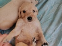 Oyuncu golden retriever bebekler