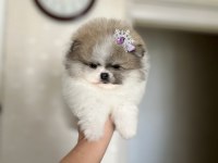 EFSANE TEACUP SIFIR BURUN DİŞİ POMERANİAN BOO