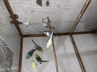 Bebek Muhabbet Kuşu