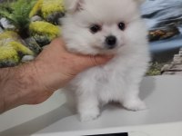 Çok Tatlı Uygun Fiyatlı Pomeranian Yavru