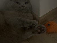 2 yaşında kısırlaştırılmış dişi kedimiz