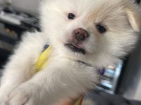 Pomeranian spitz köpeğimiz