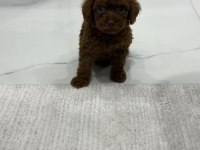 DARK BROWN TEACUP KORE POODLE BEBEKLER