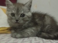 BRİTİSH YAVRULARI