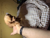 1 aylık erkek poodle yavru yer izmir