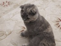 Tüm aşıları tam scottish fold dişi