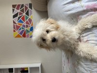 Köpeğimize Yeni yuva arıyoruz