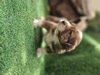 35 günlük çok sağlıklı jack russell yavrularımız