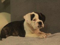 Avrupa standartlarında İngiliz bulldog