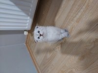Scottish Fold Paşam Hazır