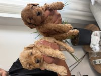 Maltipoo Bebekler Anne Altı Rezerve
