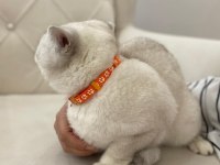 British shorthair fistana yuva arıyoruz