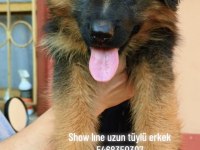 Uzun Tüylü Düşük Bel Maskeli Kızıl Alman Kurdu Yavrular