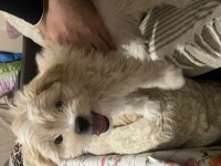 3 aylık yavru Maltipoo yeni ailesini bekliyor