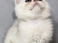 Silver erkek british shorthair