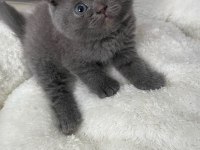 Scottish fold yavrular
