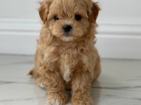 Korean Maltipoo 0 Boy Aşılı Eğitimli