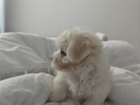 3 aylık aylık maltipoo tuvalet eğitimi var