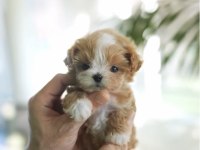Maltipoo Bebeklerimiz Ailesini Bekliyor