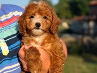 BONCUK GİBİ RED MALTİPOO