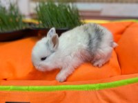 HOLLANDA LOP TAVŞAN