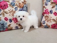 MALTESE 0 NUMARA YAVRULAR