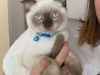 Ücretli scottish fold 5 aylık