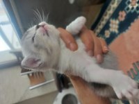British shorthair 1 aylık