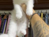 Siyah renk balgöz british shorthair