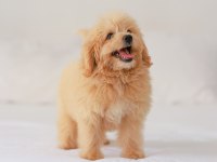 DİŞİ MALTİPOO YAVRUMUZ YENİ YUVASINI ARIYOR