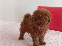 Toy poodle cinsi kıpkırmızı red mini boy