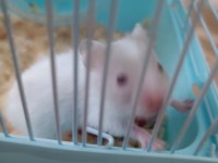 ÜRETİCİDEN SAĞLIKLI HAMSTERLAR 2 FARKLI IRK VAR