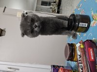 Gri Kaplan kısa kulak erkek eş arıyoruz scottish fold
