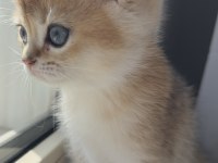 British shorthair safkan bebeklerimiz