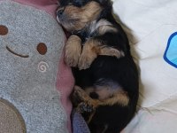 Sevimli Yorkshire Terrier Yavrularımız